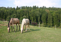 Hanny a Marion na pastvině