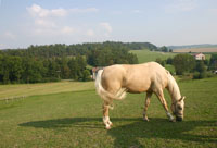 Mařenka na pastvině